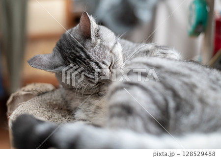 毛づくろいをする猫　サバトラ猫 128529488