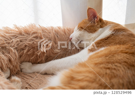 眠る猫　茶トラ白 128529496