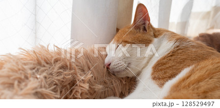眠る猫　茶トラ白 128529497
