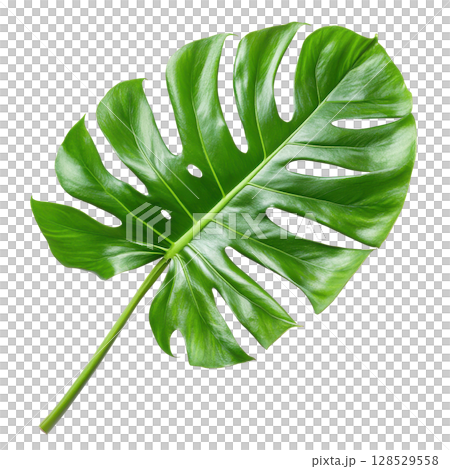 Monstera green fresh leaf isolated on white background transparent PNG clipart. 128529558