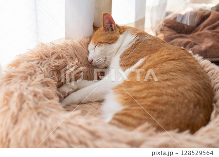 眠る猫　茶トラ白 128529564
