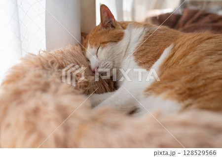 眠る猫　茶トラ白 128529566