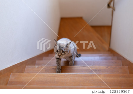 階段を上る猫　シャムトラ猫 128529567