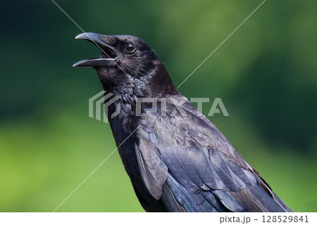 可愛い顔で鳴くハシボソガラス 128529841
