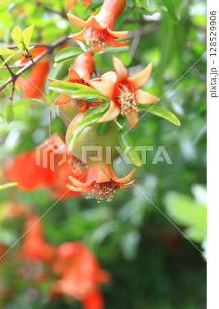 ヒメザクロ(チョウセンザクロ)の花と実 ヒメザクロ(チョウセンザクロ)の花と実 128529906
