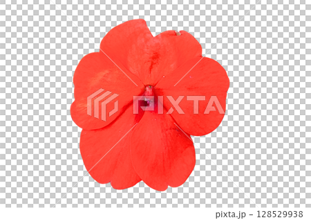 Impatiens walleriana Flower PNG Transparent Background. Impatiens walleriana Flower PNG Transparent Background. 128529938