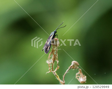 枯れた枝に止まる昼行性蛾 マダラガ科キスジホソマダラ♀ 枯れた枝に止まる昼行性蛾 マダラガ科キスジホソマダラ♀ 128529949