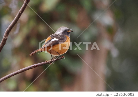 ジョウビタキ雄 ジョウビタキ雄 128530002