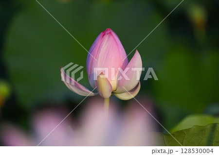 神秘的な蓮の花 128530004