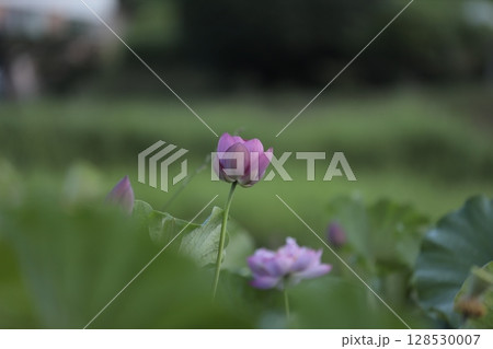 神秘的な蓮の花 神秘的な蓮の花 128530007