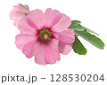 Hollyhocks Flowers PNG Transparent Background 128530204