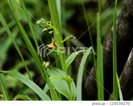 湧水湿地に咲く地性蘭 カキラン 128530270