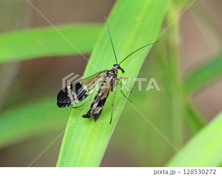 葉に止まるシリアゲムシ科ヤマトシリアゲ♂ 128530272