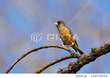 カワラヒワ カワラヒワ 128530434