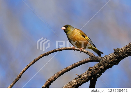 カワラヒワ カワラヒワ 128530441