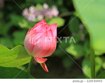 開きかけの蓮の花 開きかけの蓮の花 128530443