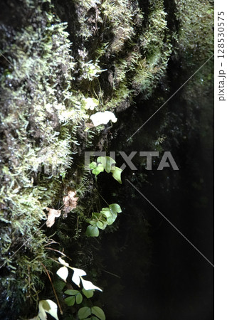 石見銀山 龍源寺間歩入り口から入ったところにライトアップされたの坑道内部の植物 128530575