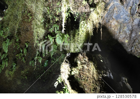 石見銀山 龍源寺間歩入り口から入ったところにライトアップされたの坑道内部の植物 128530578