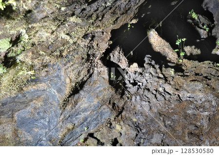 石見銀山 龍源寺間歩入り口から入ったところにライトアップされたの坑道内部の植物と湧水 128530580