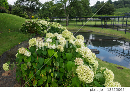 夏の中之条ガーデンズ アナベル 夏の中之条ガーデンズ アナベル 128530624