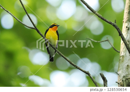 キビタキ（黄鶲）雄 128530654