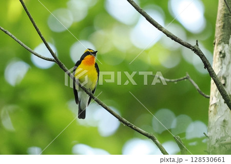 キビタキ（黄鶲）雄 128530661