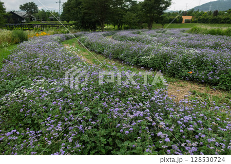 中之条ガーデンズ　アゲラタムの花畑 128530724