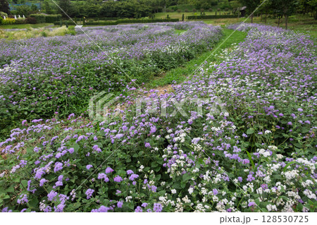 中之条ガーデンズ　アゲラタムの花畑 128530725