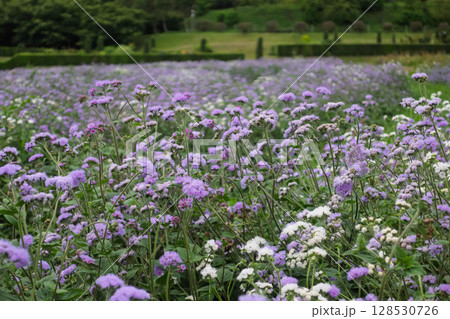 中之条ガーデンズ　アゲラタムの花畑 128530726