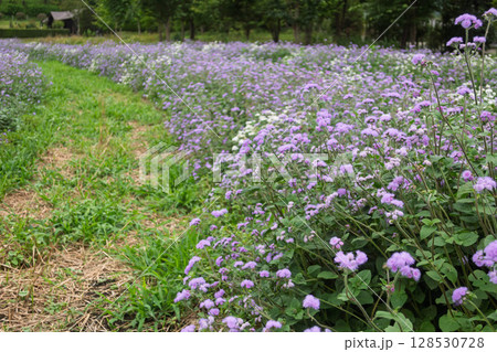 中之条ガーデンズ　アゲラタムの花畑 128530728