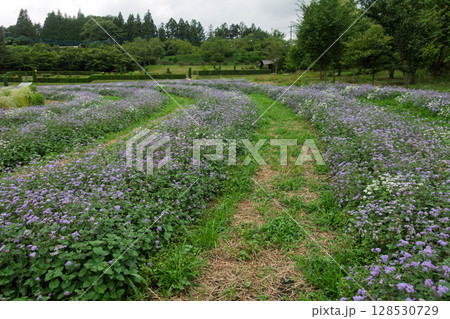 中之条ガーデンズ　アゲラタムの花畑 128530729