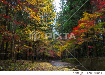 秋の静岡県森町　遠江国一宮　小國神社　境内の紅葉 128530841
