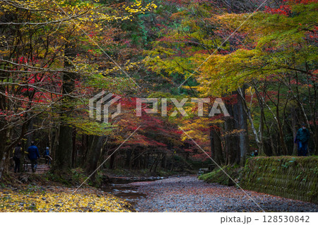 秋の静岡県森町　遠江国一宮　小國神社　境内の紅葉 128530842