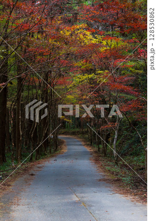 秋の静岡県森町 遠江国一宮 小國神社 境内の紅葉 秋の静岡県森町 遠江国一宮 小國神社 境内の紅葉 128530862