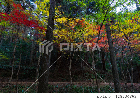 秋の静岡県森町　遠江国一宮　小國神社　境内の紅葉 128530865