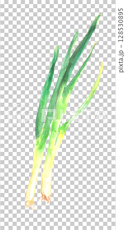 九条ネギの水彩イラスト – 京都の伝統野菜 128530895