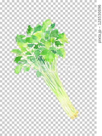 三葉草的水彩插圖 128530896