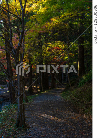 秋の静岡県森町 遠江国一宮 小國神社 境内の紅葉 秋の静岡県森町 遠江国一宮 小國神社 境内の紅葉 128530906