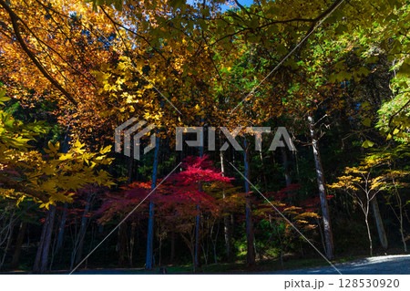 秋の静岡県森町 遠江国一宮 小國神社 境内の紅葉 秋の静岡県森町 遠江国一宮 小國神社 境内の紅葉 128530920
