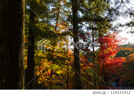 秋の静岡県森町　遠江国一宮　小國神社　境内の紅葉 128531012