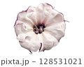 Datura metel Flower PNG Transparent Background. 128531021