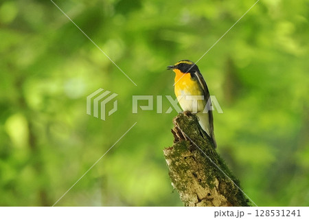 キビタキ（黄鶲）雄 128531241