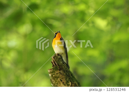 キビタキ（黄鶲）雄 128531246