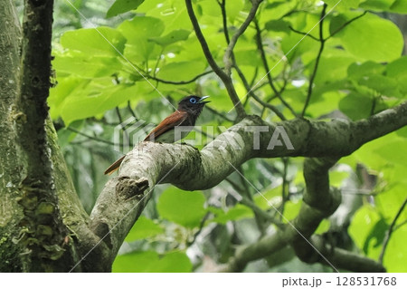 サンコウチョウ雄_短尾 128531768