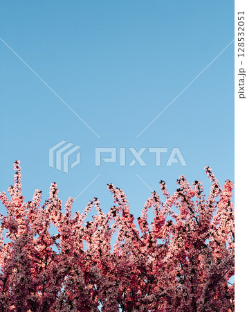 Blooming pink cherry tree flowers against clear blue sky, creating vibrant and colorful scene that captures essence of springtime beauty and renewal in nature. Pink cherry blossoms on bright blue sky 128532051