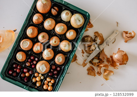 Onion and shallot sets and bulbs are being prepared for planting with onion peels scattered nearby and knife suggesting active preparation on white table. Gardening preparation, onion and shallot sets 128532099
