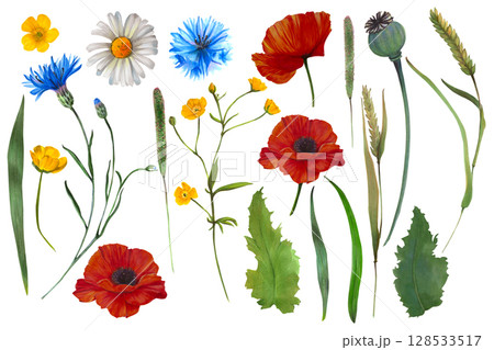 Nature-inspired illustration of wildflowers, such as cornflower, poppy, camomile, buttercup. This close-up drawing emphasizes fine details in foliage and petals, ideal for packaging, stationery, and 128533517