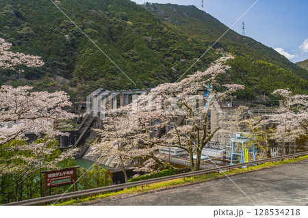 浜松市の秋葉ダムと千本桜の風景(静岡県) 浜松市の秋葉ダムと千本桜の風景(静岡県) 128534218