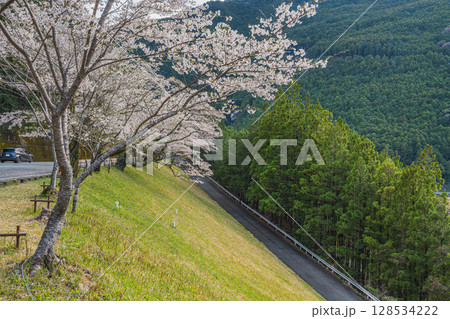 浜松市の秋葉ダムと千本桜の風景(静岡県) 128534222