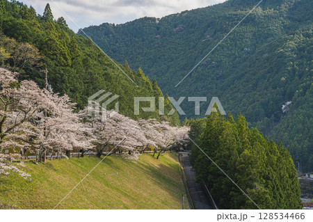 浜松市の秋葉ダムと千本桜の風景(静岡県) 128534466